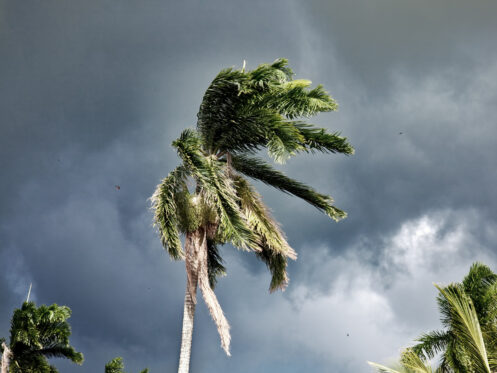 A tree standing in the middle of a monsoon