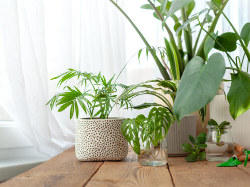 Indoor houseplants in an AZ home.